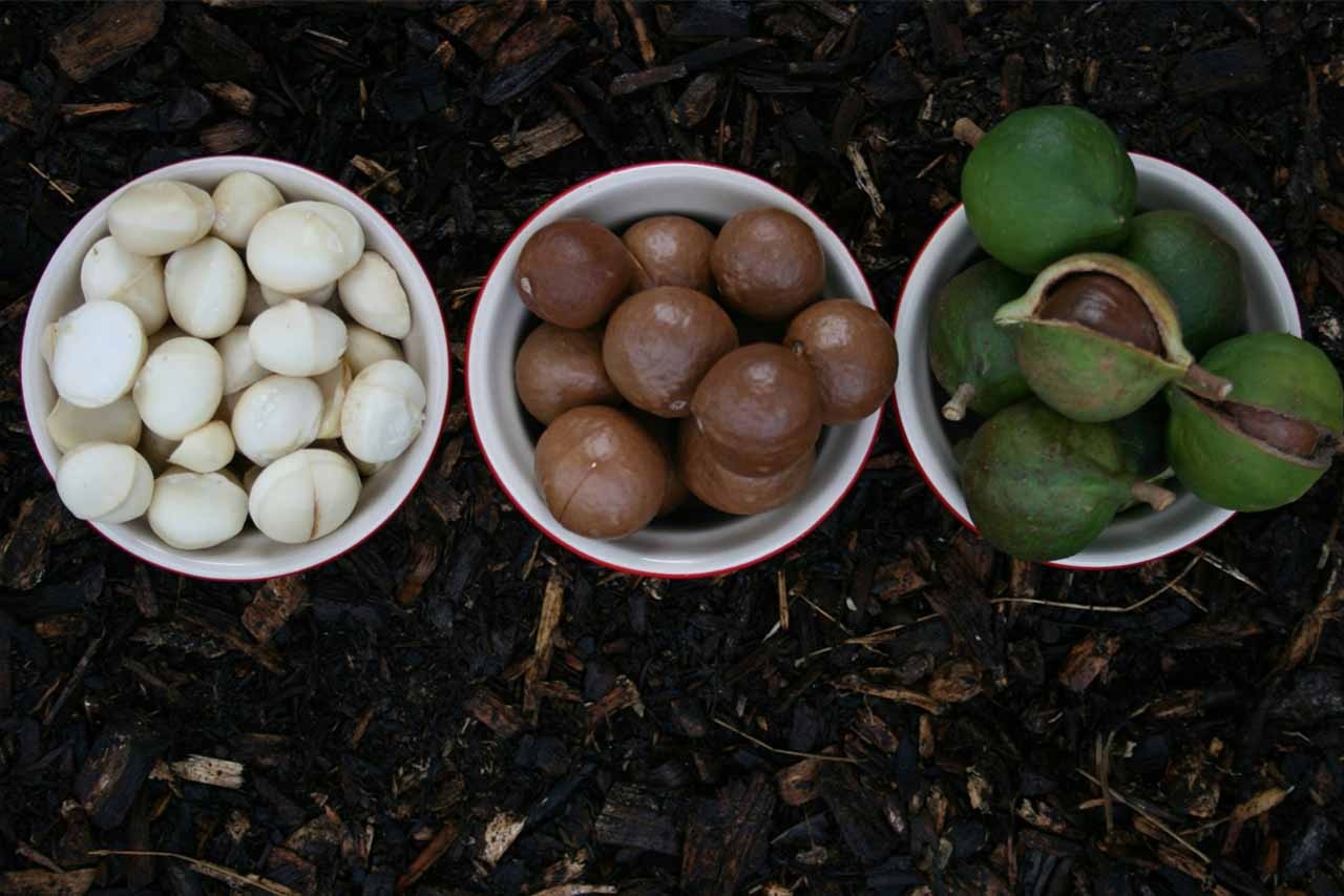 ket-luan-ve-tac-dung-cua-trai-mac-ca-tuyet-voi