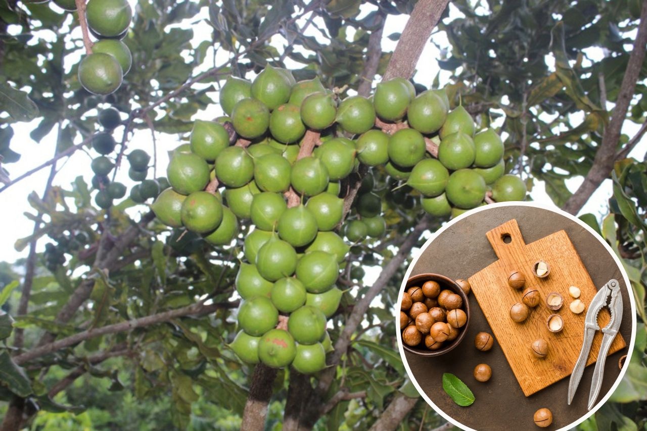 nguon-goc-giong-cay-macca-trong-o-dau