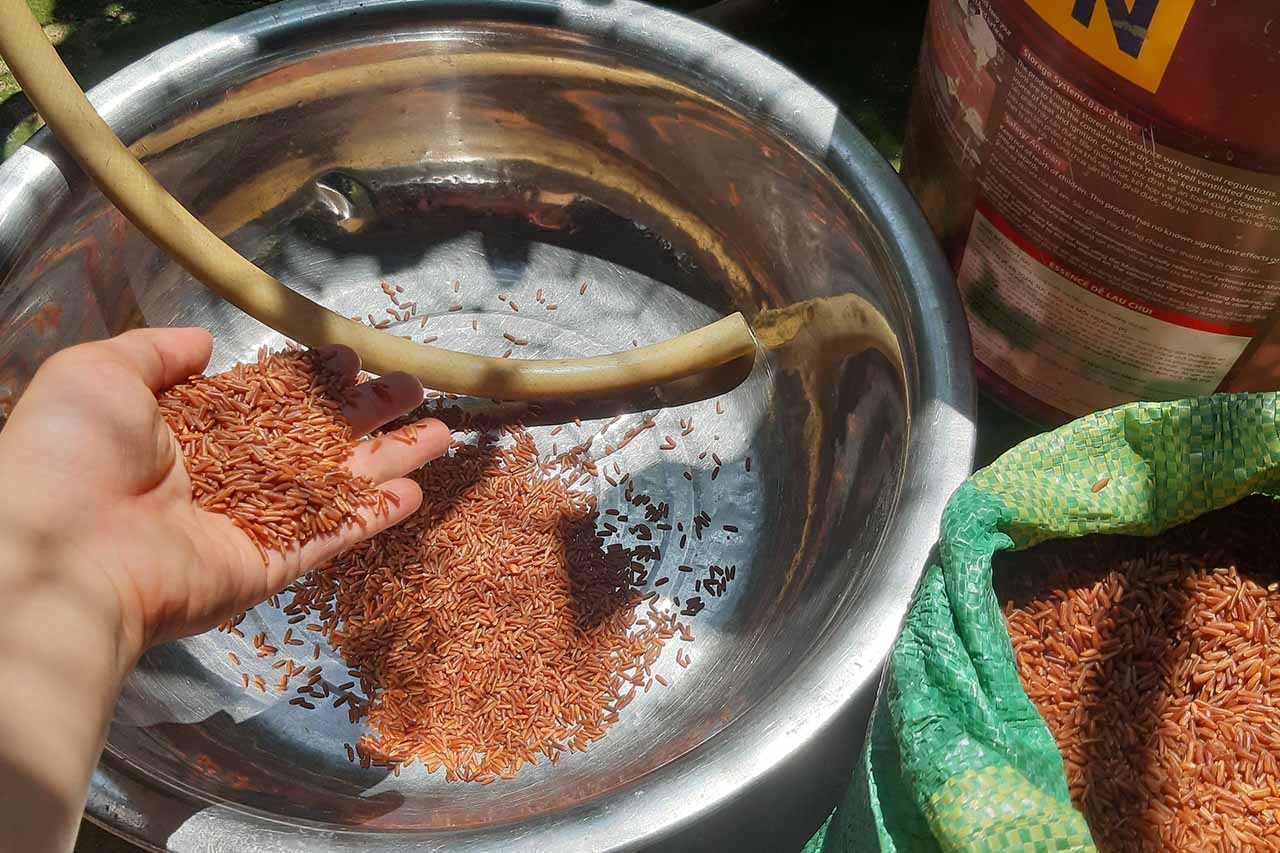 cach-nau-gao-lut-huyet-rong-thanh-mon-ngon
