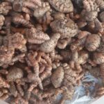 cu-nghe-xa-cu