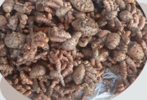 cu-nghe-xa-cu
